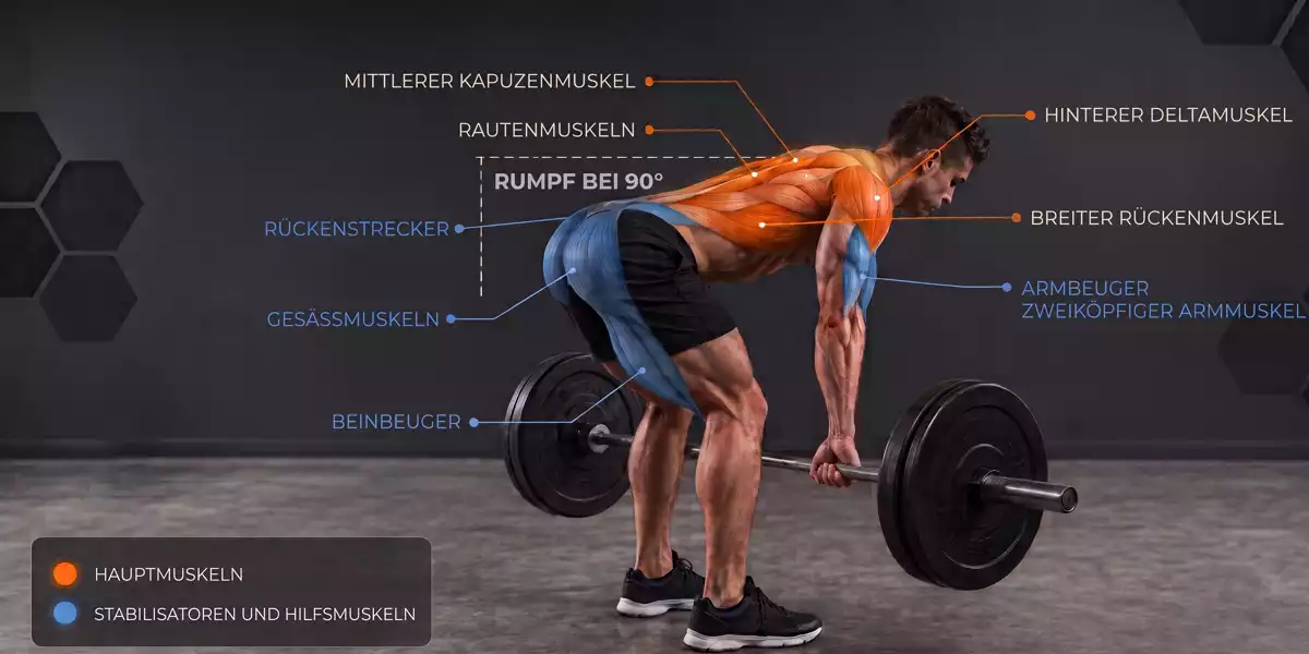 Beanspruchte Muskeln beim Langhantelrudern