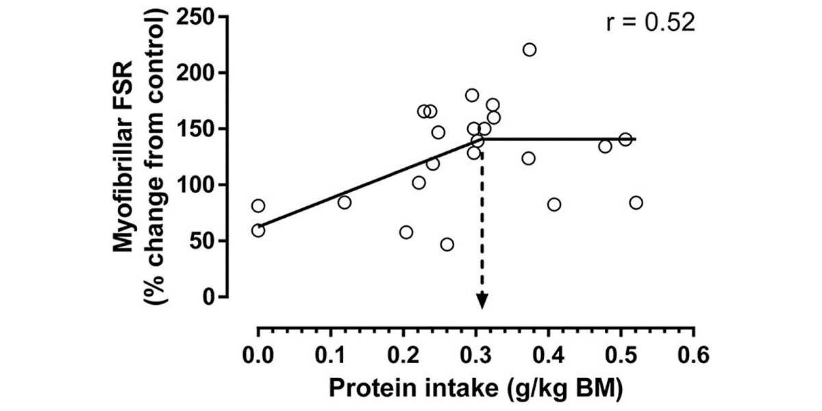 Proteinsynthese