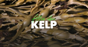 Alles über Kelp