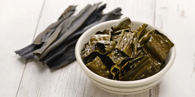 10 Vorteile und Eigenschaften der Kelp-Alge für die Gesundheit 10 Vorteile und Eigenschaften der Kelp-Alge für die Gesundheit