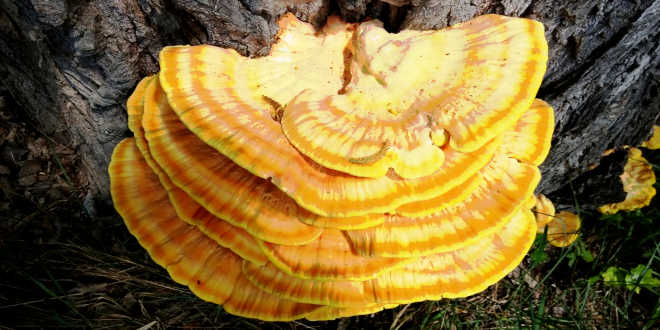 Anbau Reishi