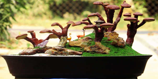 Eigenanbau von Reishi