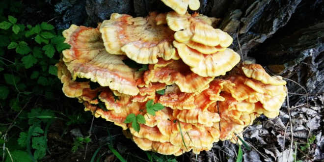 Eigenschaften Reishi