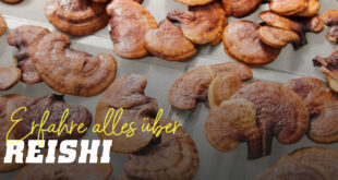 Reishi