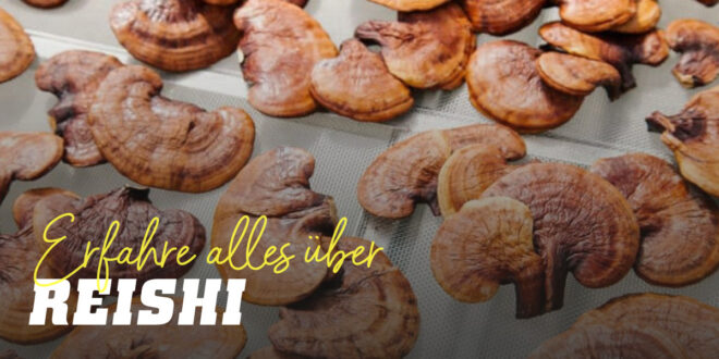 Reishi: Das lebensverlängernde Elixier