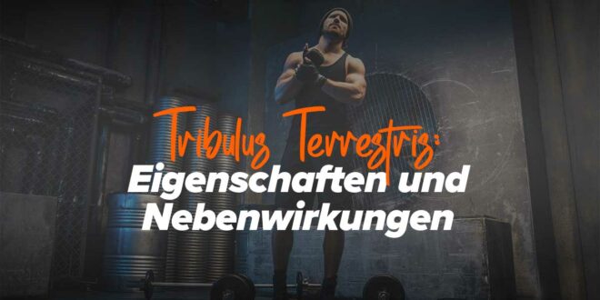 Tribulus Terrestris: Eigenschaften und Nebenwirkungen Tribulus Terrestris: Eigenschaften und Nebenwirkungen