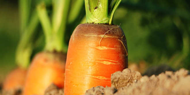 Karotten als Vitamin-A-Quelle Karotten als Vitamin-A-Quelle
