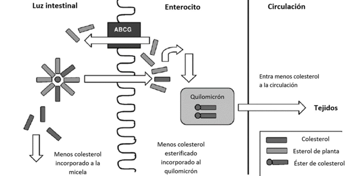 Phytosterole