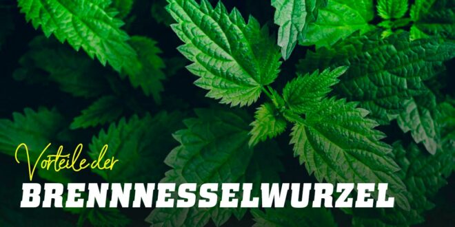 Brennnesselwurzelextrakt: Alles, was du über dieses Nahrungsergänzungsmittel wissen musst
