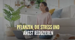 pflanzen-zur-reduzierung