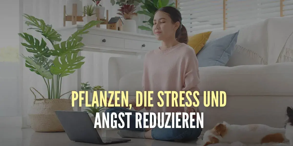 übungen Gegen Stress Und Angst Die 10 besten Pflanzen gegen Stress und Angst | HSN