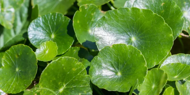 Eigenschaften und Vorteile von Centella asiatica oder Gotu Kola
