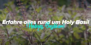 holy-basil