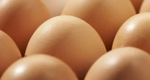 Wie viel Protein hat ein Ei? Welche Vorteile bietet es für Sportler?