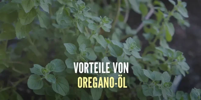Welche Vorteile hat Oregano-Öl und wie nimmt man es ein? Welche Vorteile hat Oregano-Öl und wie nimmt man es ein?