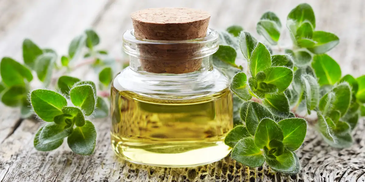 Oregano-Öl Oregano-Öl