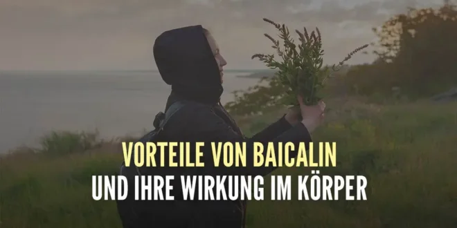 Vorteile von Baicalin und wie es im Körper wirkt Vorteile von Baicalin und wie es im Körper wirkt