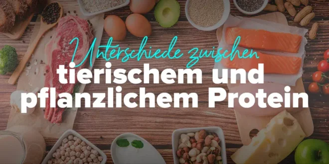 Was sind die Unterschiede zwischen tierischem und pflanzlichem Protein? Was sind die Unterschiede zwischen tierischem und pflanzlichem Protein?
