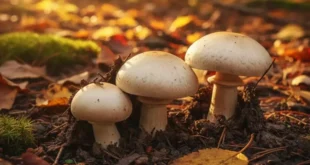 Eigenschaften und Nährwert des Agaricus bisporus