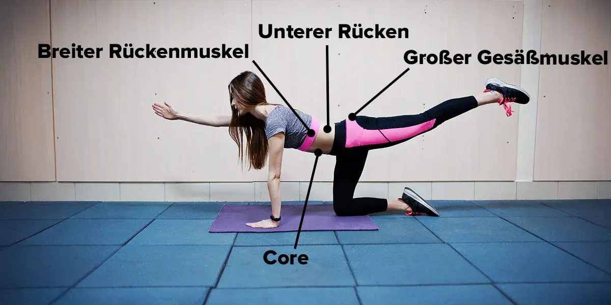 Muskelgruppen, die der Bird Dog trainiert