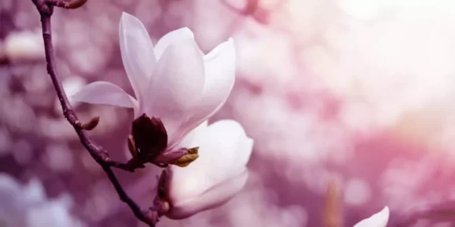 Magnolienextrakt: Vorteile, Wirkungen und wie du ihn richtig einnimmst