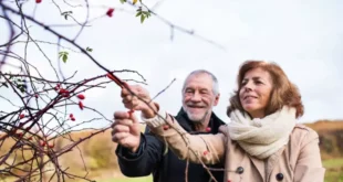 Berberin: Was ist das, wofür ist es gut und welche Gegenanzeigen gibt es?