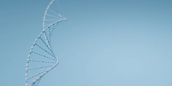 Was ist die Proteinsynthese und welche Phasen gibt es?