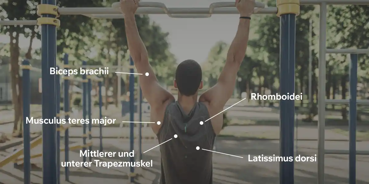 Beteiligte Muskeln
