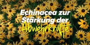 Echinacea zur Stärkung deiner Abwehrkräfte