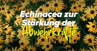 Echinacea zur Stärkung deiner Abwehrkräfte