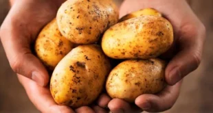 Resistenter Stärke: Was du wissen solltest