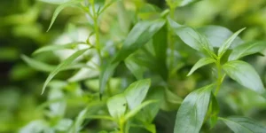 Vorteile von Andrographis für dein Immunsystem