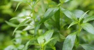 Vorteile von Andrographis für dein Immunsystem