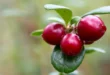 Preiselbeere: Vorteile eines einzigartigen Naturheilmittels
