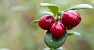 Preiselbeere: Vorteile eines einzigartigen Naturheilmittels