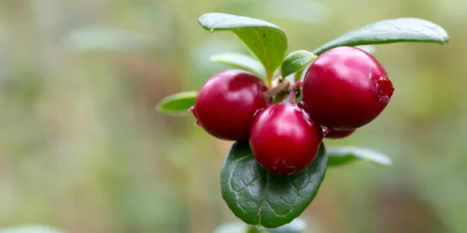 Preiselbeere: Vorteile eines einzigartigen Naturheilmittels