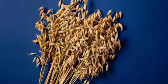 Funktionen und Eigenschaften von Hafer sativa für die Gesundheit