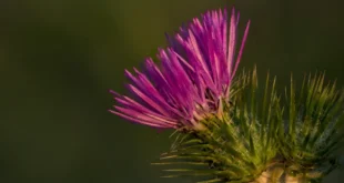 Cardo mariano, ein großartiger natürlicher Leberbeschützer