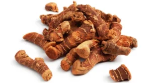 Alpinia Galanga: Entdecke alle ihre Eigenschaften im Detail