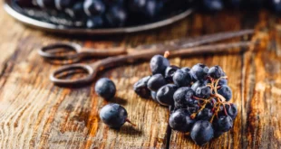 Resveratrol: Ein Konzentrat voller Gesundheitsvorteile
