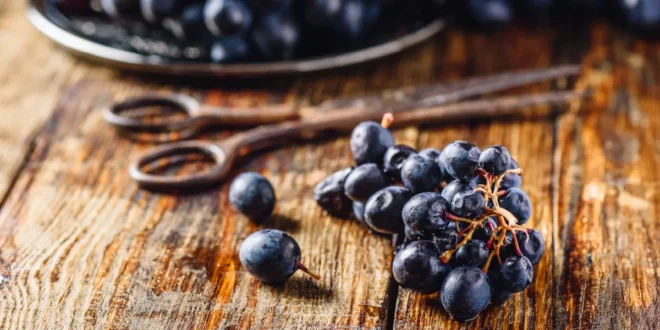 Resveratrol: Ein Konzentrat voller Gesundheitsvorteile Resveratrol: Ein Konzentrat voller Gesundheitsvorteile