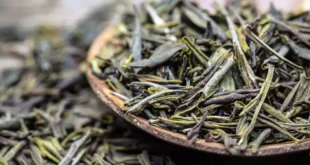 Grüner Tee: Alles, was du über dieses Antioxidans wissen solltest