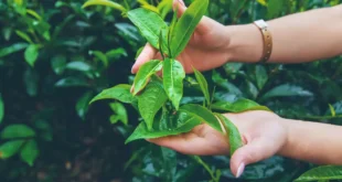 Grüner Tee: Alles, was du über dieses Antioxidans wissen solltest