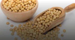 Sojalecithin: ein natürlicher Gesundheitsschutz