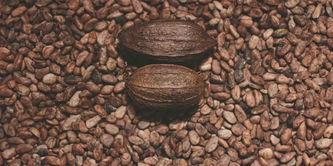 Wofür ist Theobromin gut und welche Vorteile hat es für den Körper