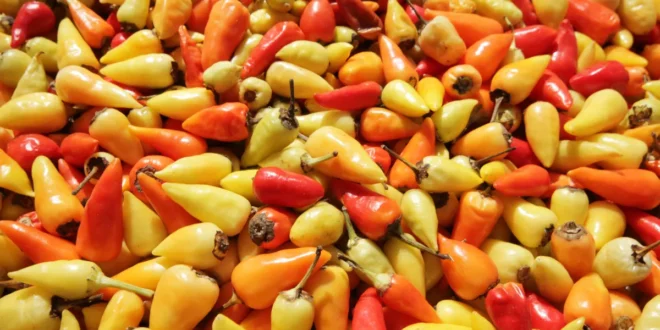Vorteile von Capsaicin zum Abnehmen und zur Linderung von Gelenkschmerzen Vorteile von Capsaicin zum Abnehmen und zur Linderung von Gelenkschmerzen