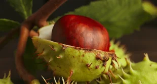 Vorteile der Rosskastanie für müde Beine