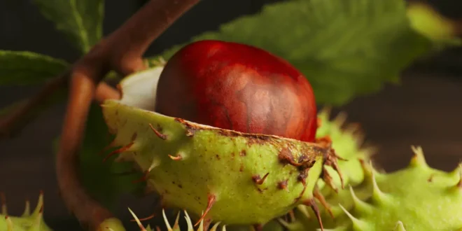 Vorteile der Rosskastanie für müde Beine Vorteile der Rosskastanie für müde Beine