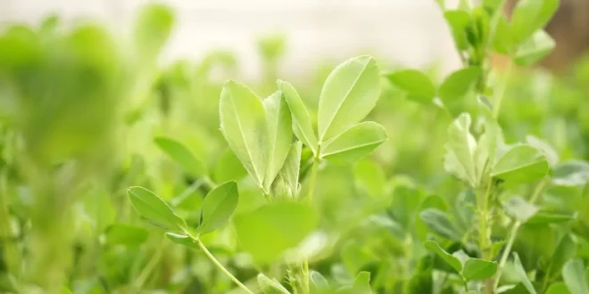 Alfalfa – Lerne den sogenannten König der Lebensmittel kennen Alfalfa – Lerne den sogenannten König der Lebensmittel kennen