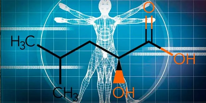 HICA: Leucin-Stoffwechselprodukt für Muskelwachstum HICA: Leucin-Stoffwechselprodukt für Muskelwachstum